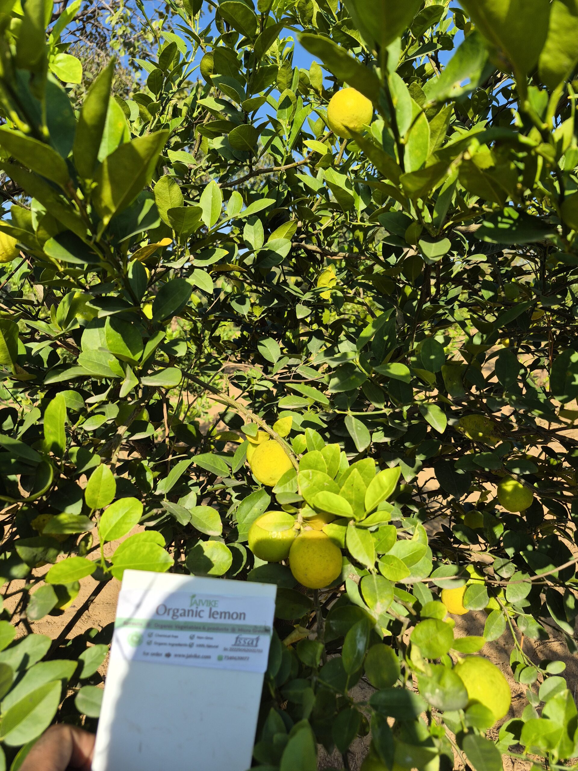 Organic fresh lemon