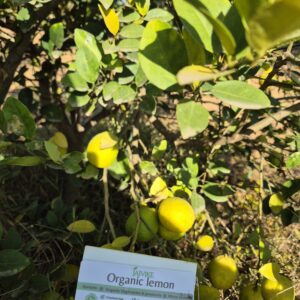 Organic fresh lemon