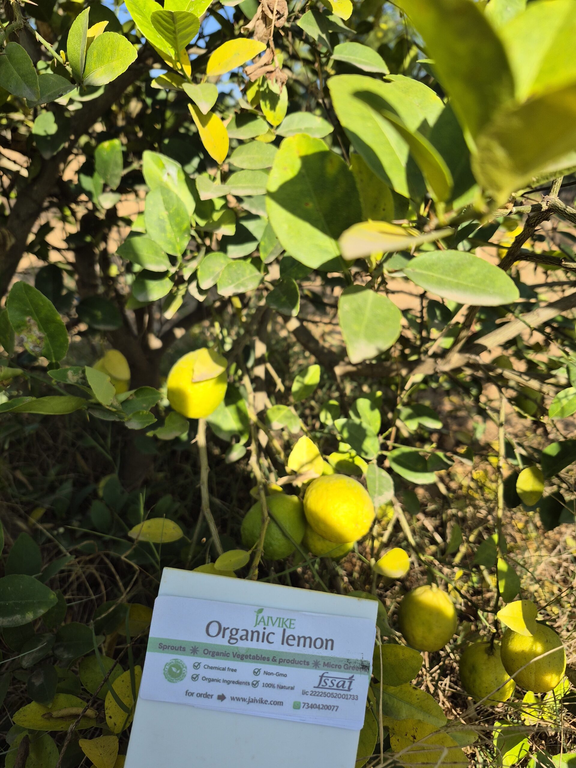 Organic fresh lemon